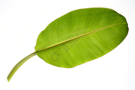 香蕉叶白色生长叶子绿色环境植物美丽活力静脉生态图片