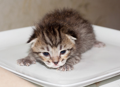 小猫咪猫科动物头发眼睛毛皮猫咪小猫胡须宠物爪子哺乳动物图片