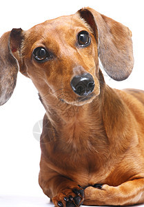 Dachshund 狗狗红色毛皮工作室血统小狗朋友底毛棕色犬类头发图片