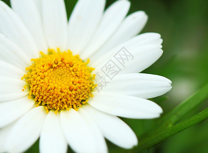 白菊花叶子花瓣花园雏菊花束白色植物黄色团体绿色背景图片