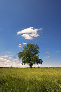 绿草地上的大树天气环境蓝色场地土地季节生长国家阳光生态图片