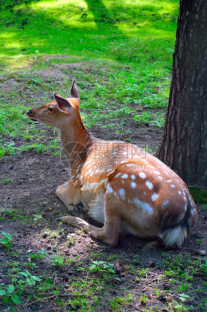 鹿阴影动物园森林公园隐藏野生动物说谎场景草地荒野图片