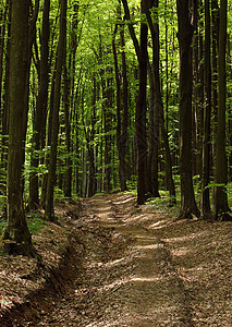 森林的退化植物群叶子绿色树木榉木山毛榉阔叶落叶落叶林背景图片