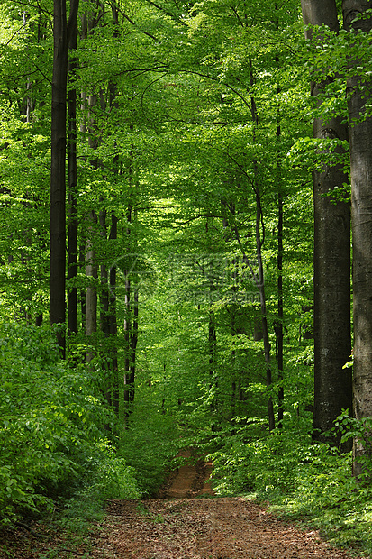 春天时的森林叶子树木落叶林山毛榉落叶阔叶绿色植物群榉木图片