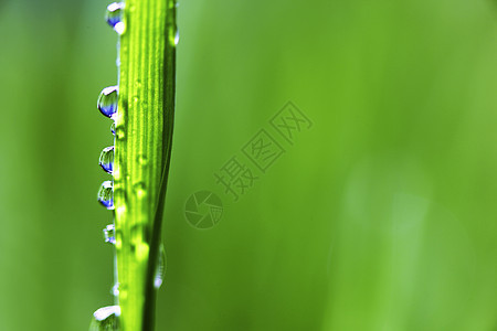 大水滴叶子草本植物生长气候阳光背景花园宏观环境植物图片