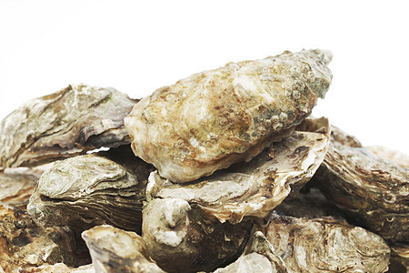 白色的牡蛎贝类熟食奢华食物海鲜营养托盘宏观美食午餐图片