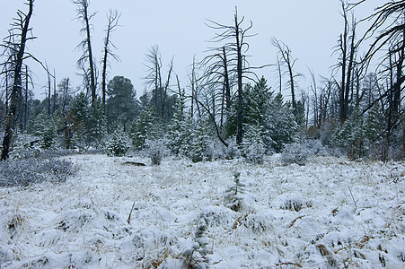 冬天的木头植物季节孤独旅行树木森林场景荒野寒冷公园图片