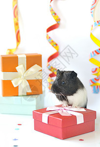 豚猪和礼品绿色哺乳动物动物帽子蓝色庆典白色生日礼物橙子图片