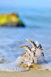 海滩上的贝壳旅行假期海浪异国海岸天堂天空热带冲浪珊瑚图片
