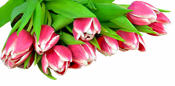 新鲜郁金香花朵绿色花束植物红色粉色白色图片