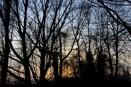 在林中树枝黑色剪影蓝色日落黄色树木太阳图片