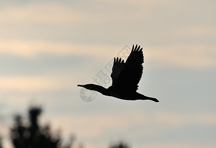 正在飞行的领头机航班翅膀背光羽毛太阳日落天空动物黑色鸭子图片