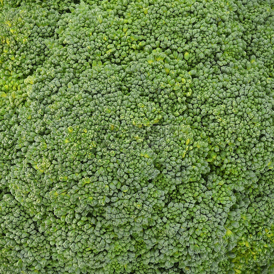 花椰菜蔬菜矿物质维生素植物蓝绿绿色图片