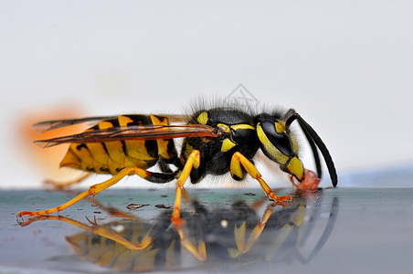黄蜂宏黄色试探者胡蜂复眼宏观天线黑色红色危险昆虫图片