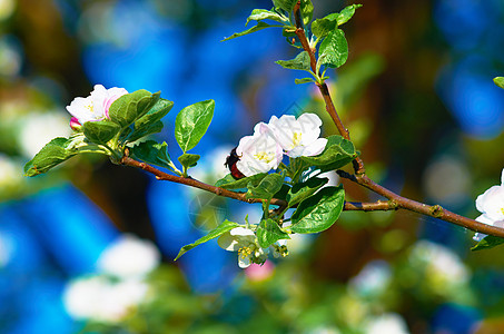 开花苹果树果园天空植物群蜜蜂蜘蛛网花瓣昆虫叶子蓝色公园图片