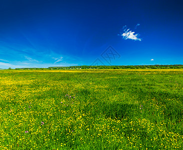 春夏夏季背景     开阔的田地草原地平线植物日光草本植物土地国家牧场风景农村场地图片