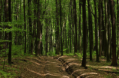 脆弱森林榉木山毛榉植物群叶子落叶林树木绿色图片