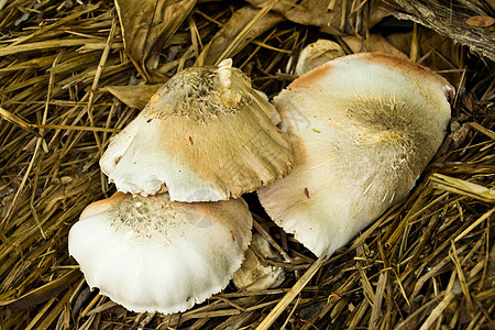 在一堆稻草上挤出蘑菇烹饪美食食物蔬菜厨房菌类杂货店营养图片