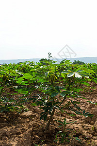 木沙瓦花园畜牧业生长土壤蔬菜木薯花园植被食物培育土地图片