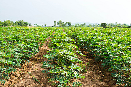 木沙瓦花园畜牧业蔬菜灌木地面食物培育生长场地花园土壤图片