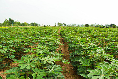 木沙瓦花园植物土壤颜料植物学畜牧业叶子静脉农田土地农场图片