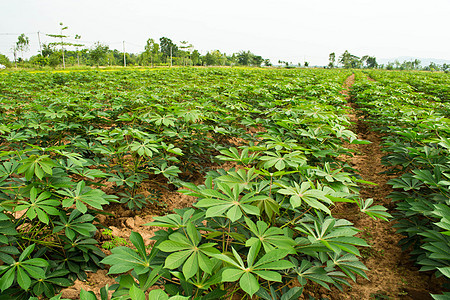 木沙瓦花园花园蔬菜地面植被农场下雨植物学叶子场地培育图片