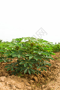 木沙瓦花园下雨颜料花园农田土地植物学畜牧业植被培育食物图片