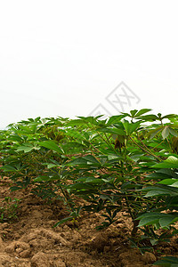 木沙瓦花园颜料农田种植园地面花园畜牧业农场场地蔬菜生长图片