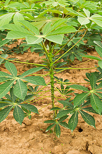 木沙瓦花园种植园农场植物学下雨蔬菜土地叶子地面场地植被图片