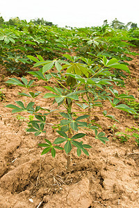 木沙瓦花园培育木薯场地蔬菜畜牧业农田下雨土地植被农场图片