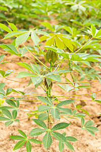 木沙瓦花园植物学灌木培育叶子花园植物食物静脉地面生长图片