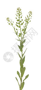 Tlaspi 静脉喷发草本植物种子白色宏观叶子植物植物群野花图片