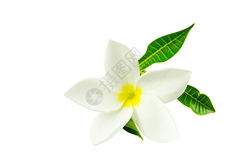 白色背景的弗朗吉帕尼花朵温泉香味花瓣卡片边界鸡蛋花邀请函角落热带图片