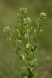 Tlaspi 静脉喷发白色植物群野花草地植物叶子草本植物宏观种子图片