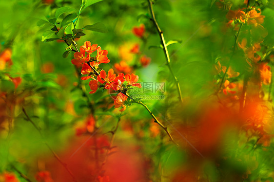 夏内美花园花朵背景叶子太阳花瓣植物美丽衬套粳稻图片