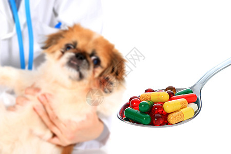 狗和药丸图片