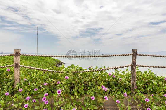 红海海岸植物天空绳索树叶栅栏图片