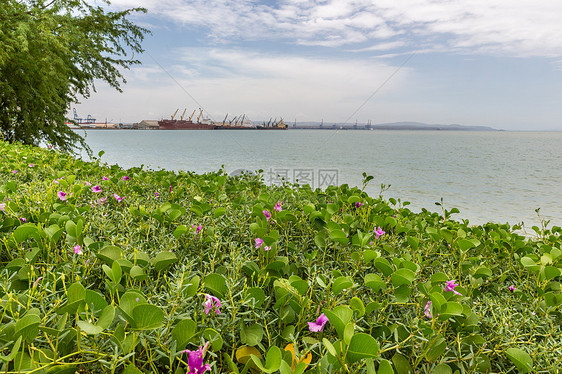 红海海岸天空植物树叶图片