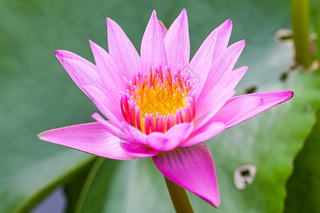在热带花园中盛开的粉色莲花热带花园荒野反射百合池塘树叶季节公园花瓣图片