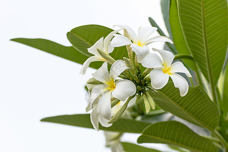 兰朵花温泉香味叶子情调鸡蛋花热带植物橙子花园花瓣图片