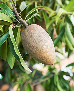 Sapodilla水果树木维生素种子心果奇科甜点营养叶子热带美食图片