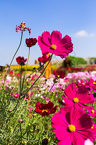 白花和粉红花公园叶子花园季节植物群宇宙花瓣植物场地雏菊图片