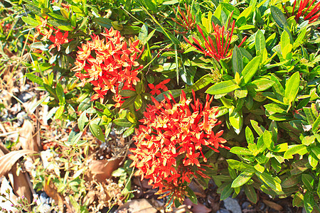 红色椰子花3colora图片