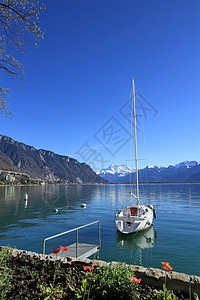 瑞士蒙特勒日内瓦湖的春天瑞士蒙特勒植物蓝色高山天空旅行山脉旅游橙子全景花朵图片
