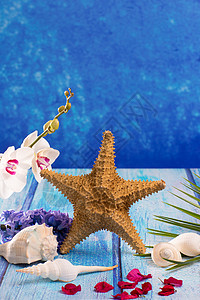 柳兰花带青柳花和白兰花的海贝壳花瓣贝壳花束海星植物学兰花季节淡紫色紫色植物背景