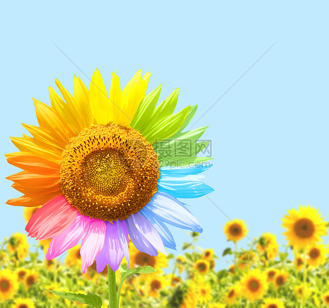 以不同颜色粉刷向日葵花环境调色板雏菊创造力快乐生长向日葵植物季节光谱图片