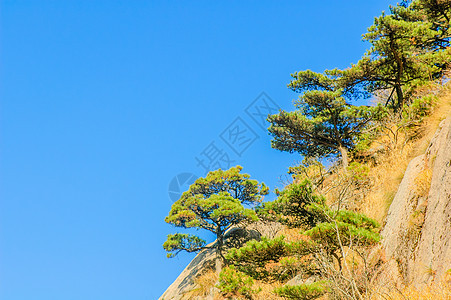 黄山和树太阳红色旅游蓝色历史斑点树木晴天岩石石头图片