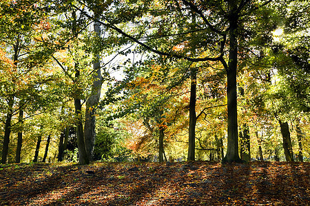 秋天的阳光照耀着树木叶子森林树叶晴天橙子公园地面季节性金子红色图片
