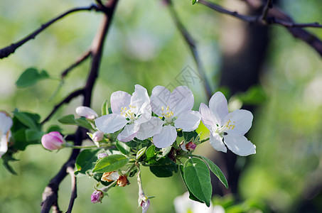 苹果树开花 苹果花贴近食物蓝色花园天空植物学宏观雌蕊叶子晴天边界图片