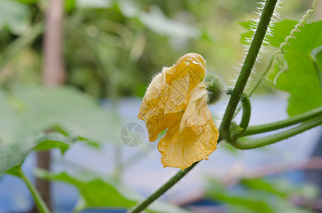 黄黄南南瓜花叶子发芽花瓣黄色园艺绿色农业美味草本植物草本图片